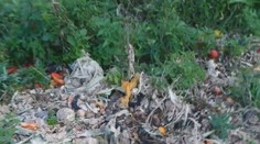 Ministerstvo pôdohospodárstva nesplnilo úlohu, legálne vnadiská sa stále nedajú skontrolovať