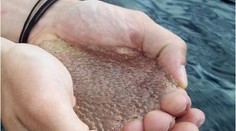 Čo môže za to, že sa jazero mení na želé?