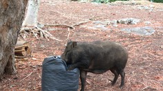 Diviaky v žilinskom lesoparku. So psom tam radšej vôbec nechoďte, upozorňujú poľovníci