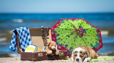 Neviete si predstaviť dovolenku bez vášho domáceho miláčika? Prinášame vám užitočné rady o cestovaní so zvieratami