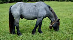 Sťahovanie definitívne nebude. Kone zostávajú v Muránskej planine