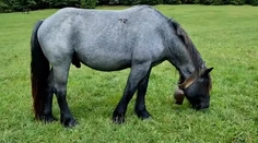 Sťahovanie definitívne nebude. Kone zostávajú v Muránskej planine