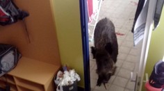 Scéna ako z filmu Slavnosti sněženek,  Litoměřicami behal postrelený diviak