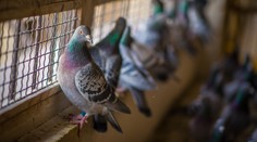 Problém s holubmi sa v Senici rozhodli riešiť holubníkom. Nik sa oň nestará a vtáky v ňom hynú