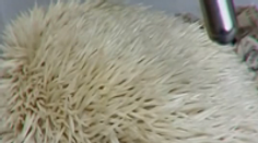 Videli ste už chrápajúceho ježka? Nech sa páči