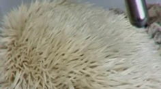 Videli ste už chrápajúceho ježka? Nech sa páči