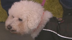 Kedy by ste mali obliekať vášho miláčika? Odborník hovorí jasnou rečou