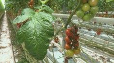 Napriek energetickej kríze otvorili nový skleník, čerstvé paradajky však budú môcť oberať oveľa neskôr