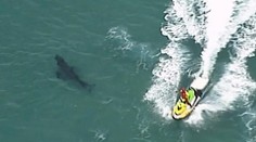 Žralok zabíjal v Austrálii: Kamaráti surfistu bojovali o jeho život