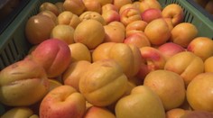 Samozbery ovocia, viete aké druhy si na Slovensku viete nazbierať?