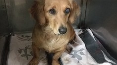 Našli sme muža, ktorý pri Nitre zabil troch psov. Jedného sekerou, ostatné utopil