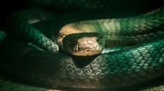 Muž chcel zabiť manželku. Po neúspešnom pokuse zmenil hada a plán dokonal