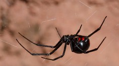 Osemročný chlapec sa chcel stať Spidermanom, skončil v nemocnici. Nechal sa uhryznúť čiernou vdovou