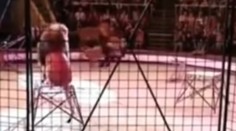 VIDEO: Hrôza v cirkuse na Ukrajine: Mohutný lev zaútočil na krotiteľa