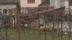 Roky bojujú so zápachom z chovu oviec a dymom. Muž si uprostred Malaciek zriadil salaš, obyvatelia sú zúfalí