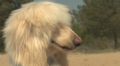 Pán Štefan si kúpil drahého psa, no teraz nemá ani zviera, ani peniaze. Majiteľka si ho vzala späť