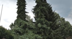 Z malých stromčekov vyrástli opachy. Sadiť na vlastnú päsť je však už zakázané