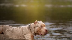 V čom spočíva agresia psov? Plemenom to nie je, vraví cvičiteľ po krvavom útoku na juhu Slovenska