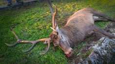 Pod Tatrami sa odohral dramatický súboj jeleňov. Porazený dokráčal pred nemocnicu, kde skonal