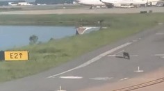 Niečo také sa pilotom ešte nestalo. Lietadlo zastavil aligátor na letisku