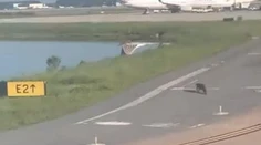 Niečo také sa pilotom ešte nestalo. Lietadlo zastavil aligátor na letisku