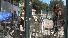 Namiesto utratenia polepšovňa, štvornohí výtržníci sa môžu dostať do CPZ