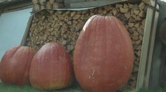 Tekvica je jedným zo symbolov jesene: Takýto unikát sa urodil na Spiši