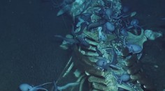 Ponorka sa ponorila k mŕtvej veľrybe pri sopke. Nasnímala unikátny ekosystém