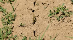 Na Slovensku je od marca na mnohých miestach veľmi významné sucho, upozorňuje klimatológ