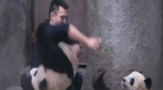 Rozkošné pandy nechcú lieky! Pozrite sa, ako "zametajú" s ošetrovateľom