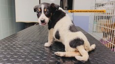 Príbehy psíkov s ťažkým osudom sa skončili „vianočným“ zázrakom. Pozrite sa, ako sa im darí dnes