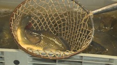 Predaj vianočných rýb je v plnom prúde. Predajcovia ponúkajú aj viaceré novinky