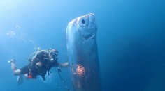 Mýtická predzvesť katastrofy. Pred zemetrasením v Japonsku sa objavila vzácna ryba, podľa povesti je oznamovateľom katastrof