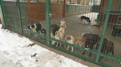 Zachráneným psom z množiarne pri Topoľčanoch svitá na lepšie časy. Čoraz viac z nich sa teší novým rodinám