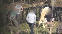 Schválené: Za organizovanie zápasov zvierat hrozia roky za mrežami