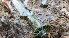 Skoro ako nový. V Nemecku našli mimoriadne dobre zachovaný meč zo staroveku