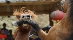 Nechutná zábava v Číne, dedinčania sledujú konské súboje na smrť