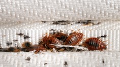 Nepríjemný hmyz potrápil domácnosti na juhu Slovenska. Mnohé z nich podstúpili dezinsekciu