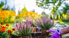 Odštartujte prvý jesenný deň v záhrade: Záhradkárka prezradila, čo musíte urobiť ako prvé