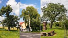 O titul Strom roka 2024 opäť bojuje 12 najzaujímavejších stromov z celého Slovenska (ANKETA)