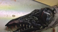 10 najbizarnejších morských potvor zo zbierky ruského rybára