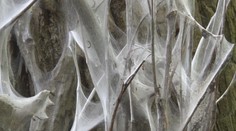 Akoby mali na sebe biele silonky. Takto vyzerajú stromy či kríky na niektorých miestach Slovenska