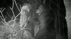 Ruský a čínsky medveď si to rozdali na hranici. Zdemolovali fotopascu aj pohraničný plot