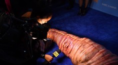 FOTOGRAFIE TÝŽDŇA: Najdlhší vlak sveta, dych berúca polárna žiara či Heidi Klum v bláznivom kostýme