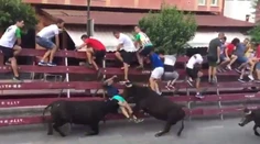 VIDEO: Zábery len pre silné povahy. Dvojica býkov doslova rozniesla muža