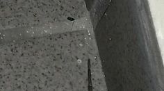 Doma našiel jedného z najväčších pavúkov žijúcich na Slovensku. Ako veľmi je nebezpečný?