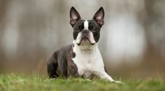 Najskôr mu vynadali, potom ho vynášali do nebies. Kojenca zachránil šiesty zmysel domáceho miláčika