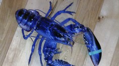 Z mora vytiahli modrého homára. Život mu zachránilo 14-ročné dievča