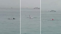 VIDEO: Zverejnili zábery z odchytu žraloka, ktorý usmrtil muža v Hurghade