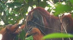 Orangutan prekvapil vedcov schopnosťou, ktorú doteraz pripisovali iba ľuďom